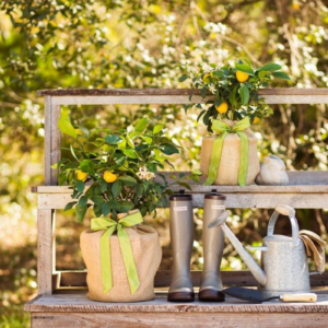 Housewarming Improved Meyer Lemon Gift Tree Get Fruit, Dwarf Fruit Tree with Juicy Sweet Lemons, Cannot Ship to CA, TX, AZ, LA, AL (Medium, Housewarming Floral)