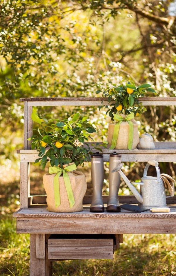 Housewarming Improved Meyer Lemon Gift Tree Get Fruit, Dwarf Fruit Tree with Juicy Sweet Lemons, Cannot Ship to CA, TX, AZ, LA, AL (Medium, Housewarming Floral)