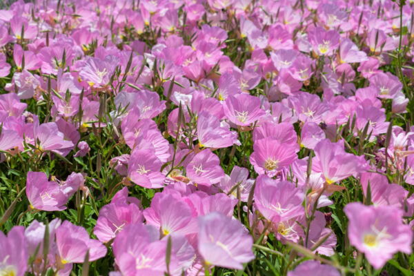 1000 Showy PINK EVENING PRIMROSE (Pink Ladies / Mexican Evening) Oenothera Speciosa Flower Seeds - Image 8