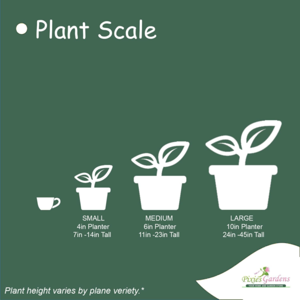 Red Color Peach Tree Combines of the Red Haven and Elberta Peach Trees to Produce One Premium Fruit (3 Gallon, Potted) - Image 7