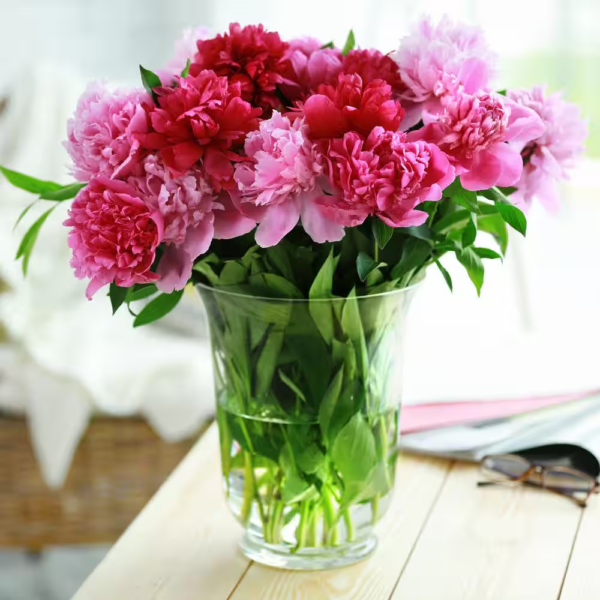 Peony Pink and White Mixed Flower Bulbs, Live Bare Roots (Bag of 3) - Image 8