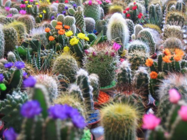 Seedville 50 Cactus Finest Mixed Succulent Flower Plant Seeds