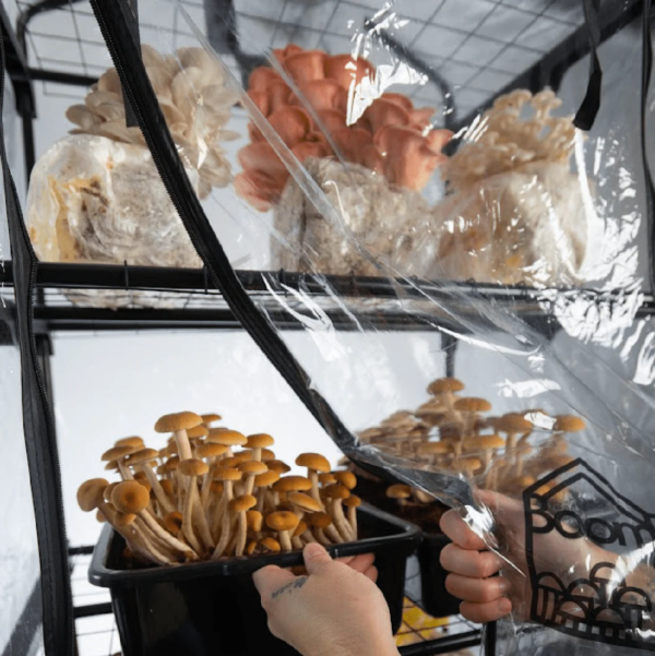 'Boomroom II' Automated Martha Tent Mushroom Grow Kit - Image 2