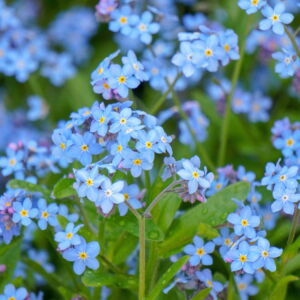 500 Blue FORGET ME NOT Myosotis Sylvatica Shade or Sun Perennial Flower Seeds