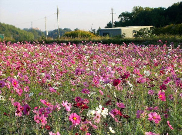 350 Cosmos Sensation Flower Seed, Attracts Bees and Butterflies - Image 5