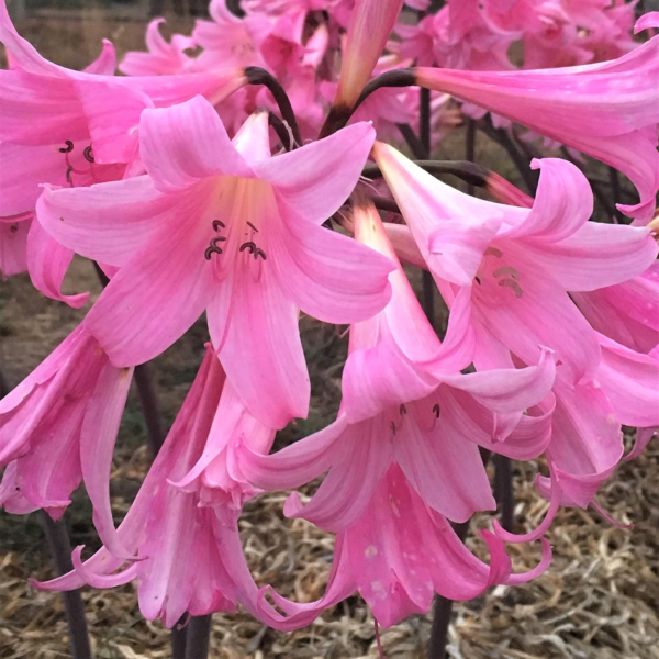 Amaryllis Belladonna Lily Plant Bulbs (3 Pack) - Fragrant Pink Flowering Blooms in Late Summer to Fall Gardens - Image 4