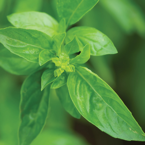 Organic Genovese Basil Herb Seed, 1-Pack - Image 3
