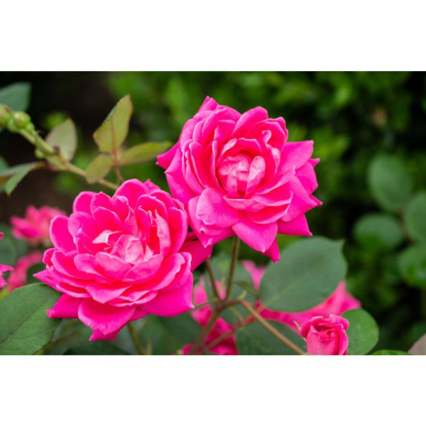 3 Gal. Pink Double  Live Rose Bush with Pink Flowers - Image 2