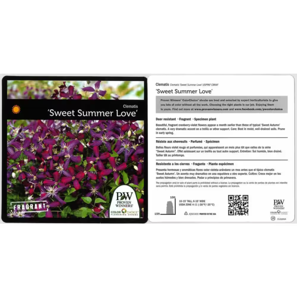 4.5 In. Qt. Sweet Summer Love (Clematis) Live Shrub, Red-Purple Flowers - Image 3