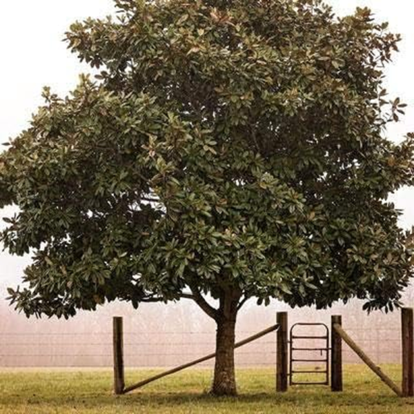 - Southern Magnolia Tree, 1-2 Ft. - Low Maintenance with Giant Blooms - No Shipping to AZ - Image 2