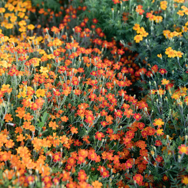 Flower Seeds - Non GMO -Variety Packs -Fresh -USA Grown Seeds - Image 72