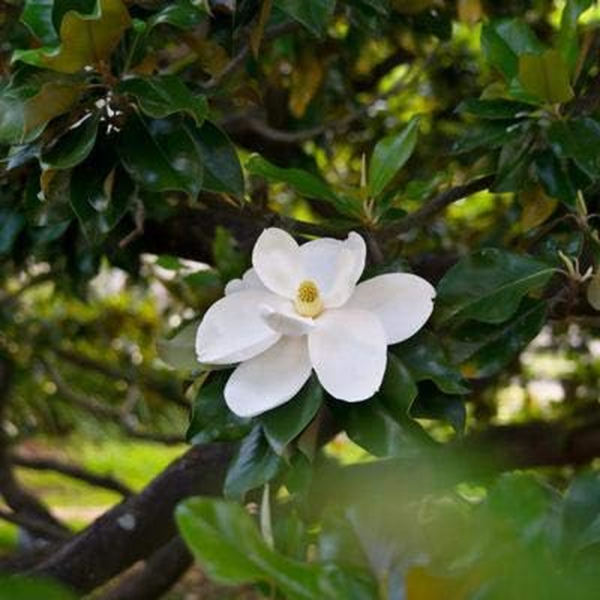 - Southern Magnolia Tree, 1-2 Ft. - Low Maintenance with Giant Blooms - No Shipping to AZ - Image 3
