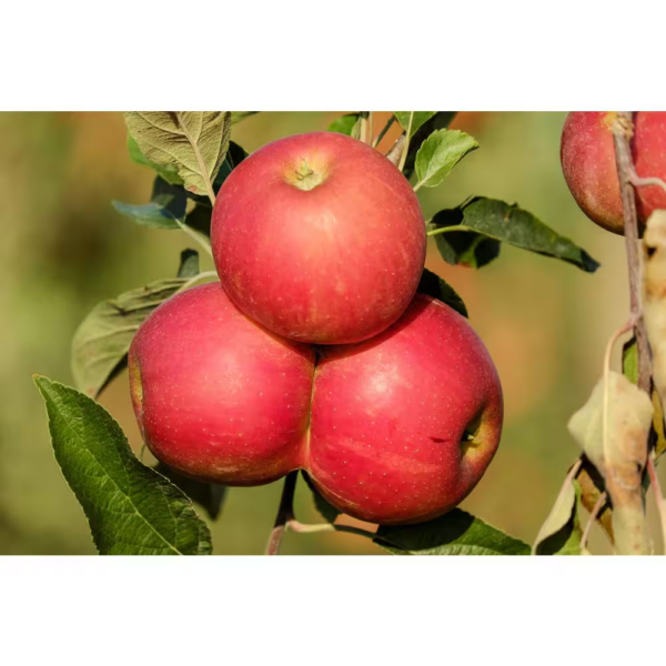 3-In-1 Apple Jubilee Tree Bare Root - Image 5