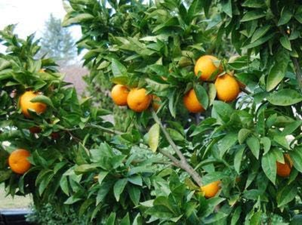 - Blood Orange Tree, 3-4 Ft, Live Trees, No Shipping to AZ, AL, CA, FL, GA, LA, TX, OR - Image 3