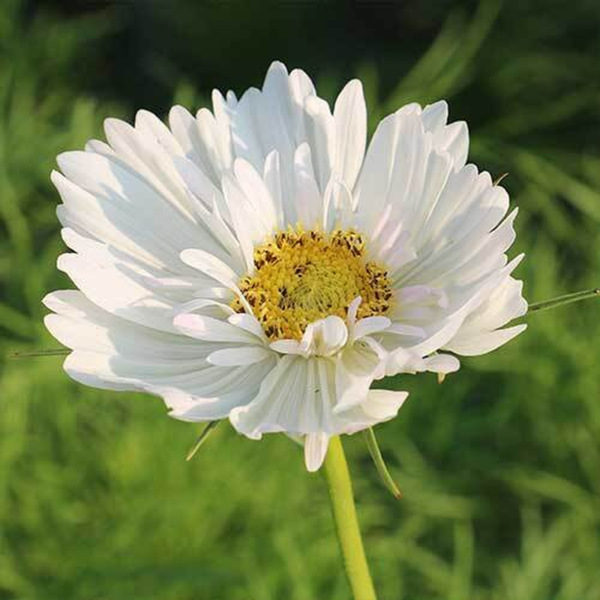 Flower Seeds - Non GMO -Variety Packs -Fresh -USA Grown Seeds - Image 101