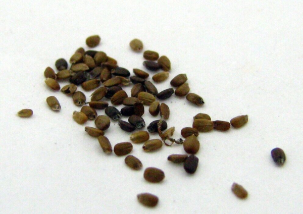 Flower Seeds - Non GMO -Variety Packs -Fresh -USA Grown Seeds - Image 26