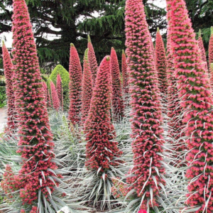 Tower of Jewels 25 Red Bugloss Flower Seeds, Maroon and Ruby Red Blooms