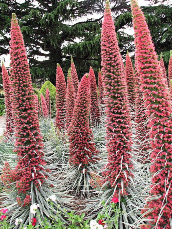 Tower of Jewels 25 Red Bugloss Flower Seeds, Maroon and Ruby Red Blooms