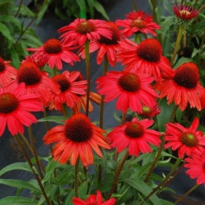 Red Coneflower Seeds - 600+ Echinacea Seeds for Planting - Heirloom, Non-Gmo Seeds
