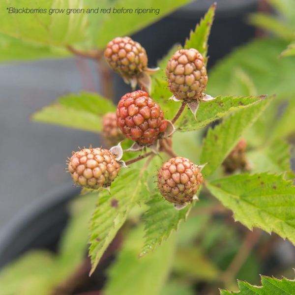 Ouachita Blackberry Bush Live Plant in 1 Gal Pot, Thornless Sweet Fruit - Image 3