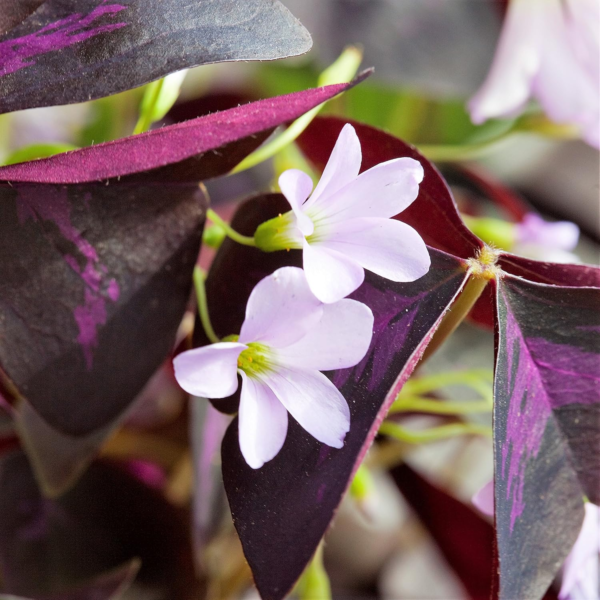 Oxalis Triangularis 'Purple Shamrocks' Plant Bulbs (20 Pack) - Dark Purple Foliage & Light Pink Flowering Blooms for Indoor or Outdoor Gardens - Image 4