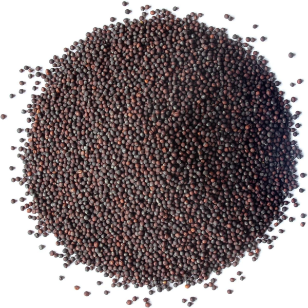 Organic Broccoli Seeds for Sprouting, 2 Ounces – Non-Gmo, Vegan, Kosher, Sirtfood, Bulk. Rich in Sulforaphane, Vitamin C. Grow Sprouts, Microgreens for Salads, and Sandwiches - Image 3
