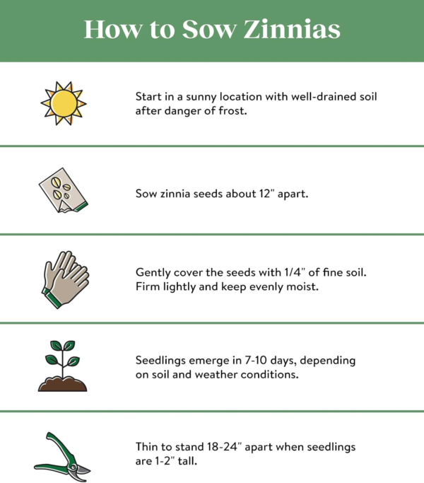 Cut & Come Again Zinnia Seeds 175 Seeds - Image 3