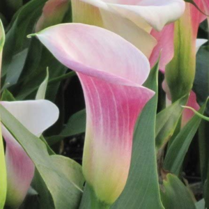 Pink Calla Lily Pink Melody | Pink Calla Lily Blooms - 3 Large Zantedeschia Flower Bulbs for Planting | Ships from  TM