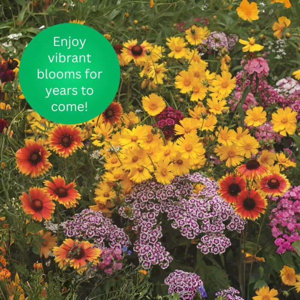2 Lbs. Perennial All-In-One Wild Flower Mix with Seed, Plant Food and Soil Conditioners - Image 8