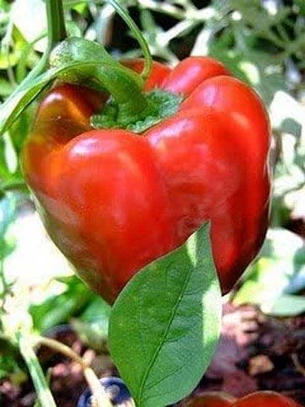 Pepper Sweet Big Red Great Heirloom Vegetable by  50 Seeds - Image 3