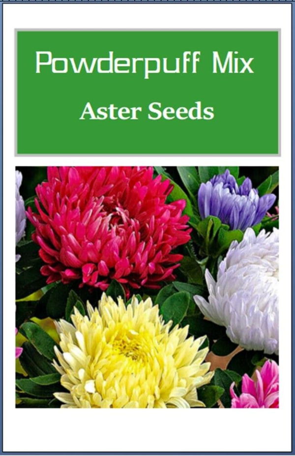 Powderpuff Mix Aster Seeds | NON-GMO | Heirloom | Fresh Flower Seeds - Image 2