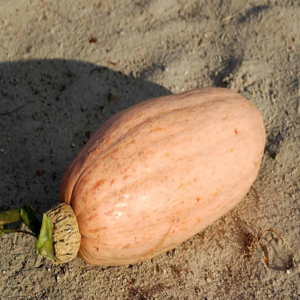 Pink Banana Jumbo Winter Squash Garden Seeds - 4 Oz - Non-Gmo, Heirloom - Vegetable Gardening Seed