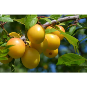 Dwarf Shiro Plum Tree Bare Root
