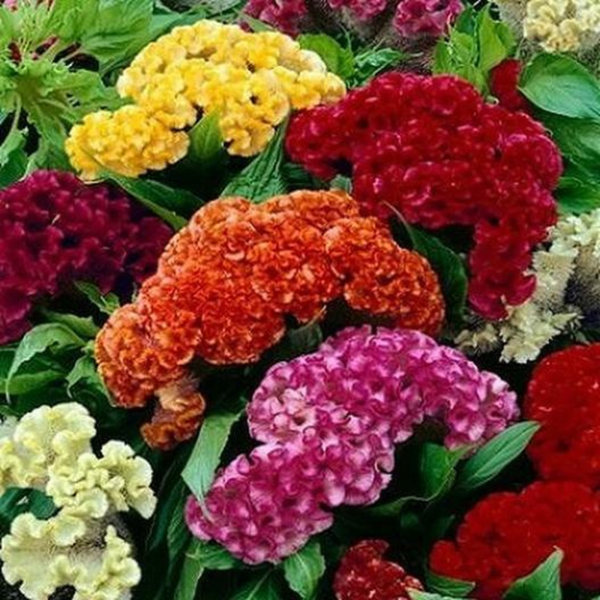 Celosia CRISTATA Mixed Cockscomb Dried Flowers Cutflowers Non-Gmo 500 Seeds!