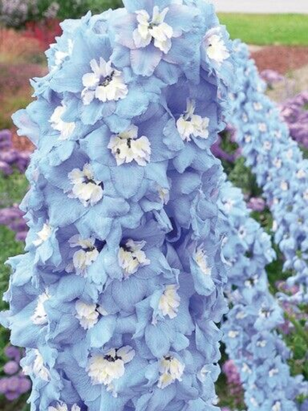 Flower Seeds - Non GMO -Variety Packs -Fresh -USA Grown Seeds - Image 52