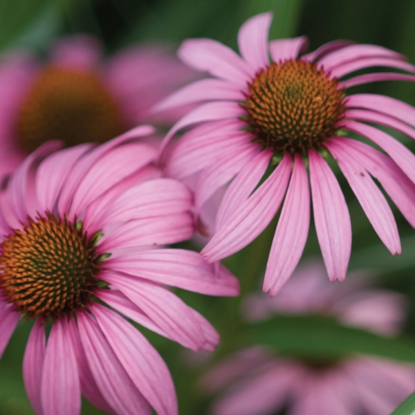 Purple Coneflower Echinacea Seeds - Non-Gmo, Attracts Pollinators, Perennial Flower Seeds, 300Mg, 1-Pack - Image 4