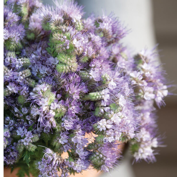 Flower Seeds - Non GMO -Variety Packs -Fresh -USA Grown Seeds - Image 75