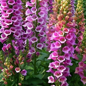 Foxglove Foxy Mix Seeds 500+ Digitalis Flower MIXED Biennial USA FREE SHIPPING