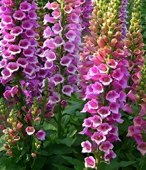 Foxglove Foxy Mix Seeds 500+ Digitalis Flower MIXED Biennial USA FREE SHIPPING