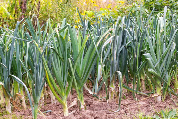 800 * Seeds AMERICAN FLAG LEEK (Large Leek) Allium Porrum Vegetable Seeds - Image 6