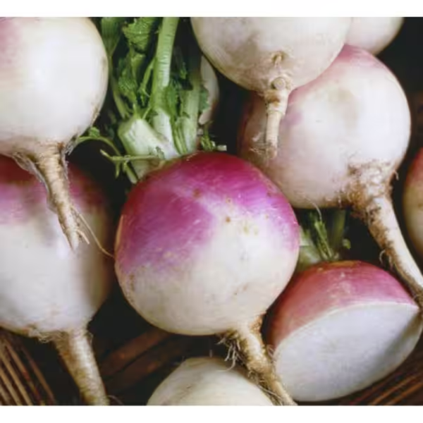 Turnip Purple Top White Globe 15 Ft. Seed Tape - Image 4