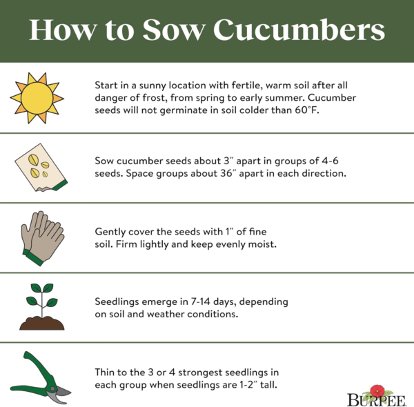 'Picklebush' Pickling Cucumber Seeds, 50 Non-Gmo Seeds, Container Friendly,  Exclusive - Image 7