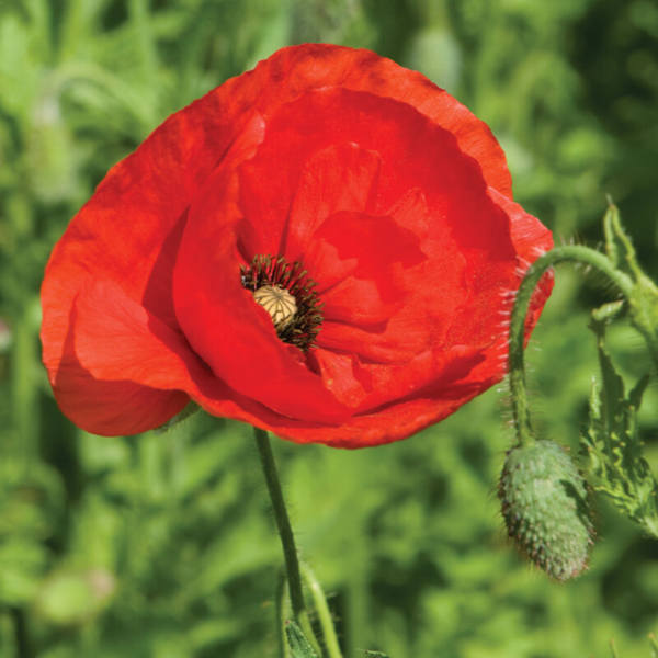 Flower Seeds - Non GMO -Variety Packs -Fresh -USA Grown Seeds - Image 4