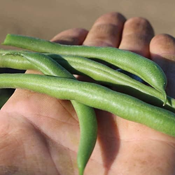 Bean Seeds Harvest and Grow Your Own Spring Garden Vegetables, Whopper Bush Bean, Pack of 100 - Image 3