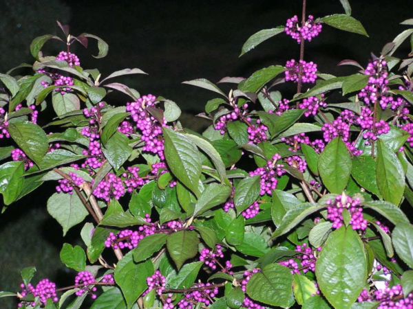 Seedville 40 Callicarpa Americana 'American Beautyberry' Plant Seeds - Image 5