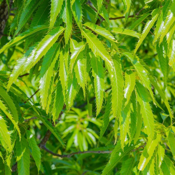 - Sawtooth Oak Tree, Beautiful Foliage with a Flowering Shape, No Shipping to AZ, CA, FL, LA, OR, WI (5-6 Ft) - Image 3