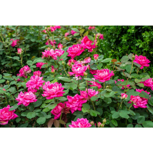 3 Gal. Pink Double  Live Rose Bush with Pink Flowers - Image 3