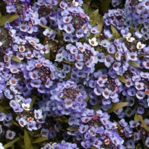 Seedville 100 Wonderland Blue Alyssum Plant Seeds, Attracts Bees Birds and Butterflies