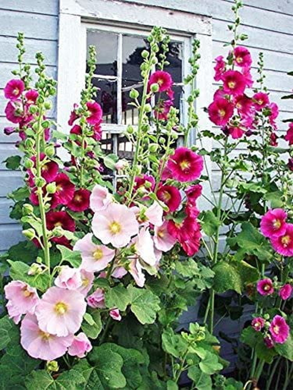 100+ Hollyhock Flower Seeds, Mixed Colors Long Blooming - Image 2