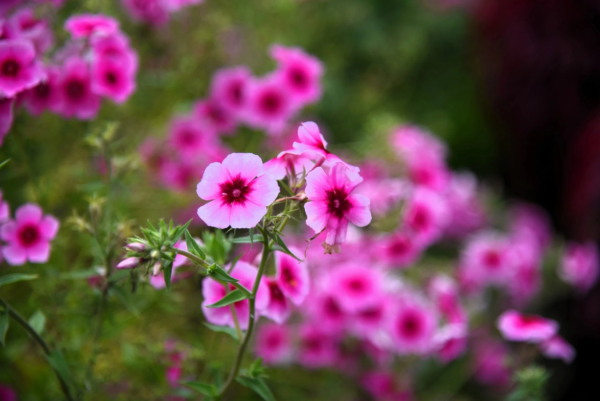 100 Brilliant Phlox Flower Seeds, Two-Tone Pink Phlox Drummondii - Image 6
